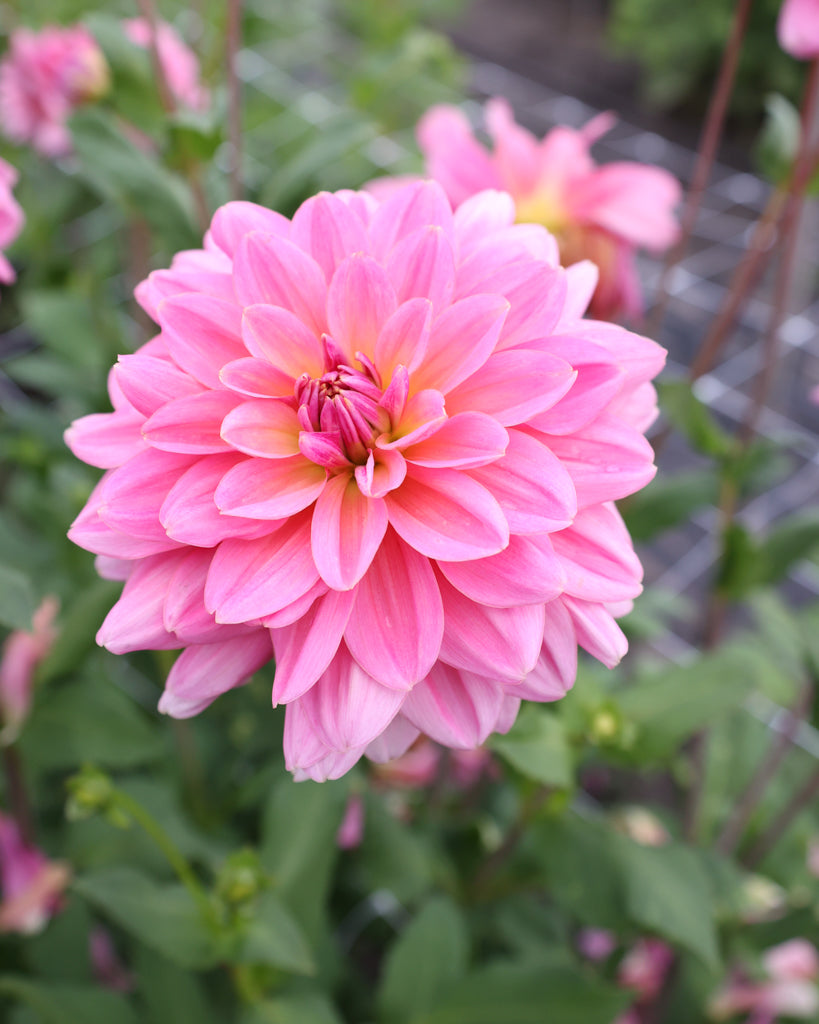 Eine Dahlienbluete der Sorte Southern Belle im Beet.