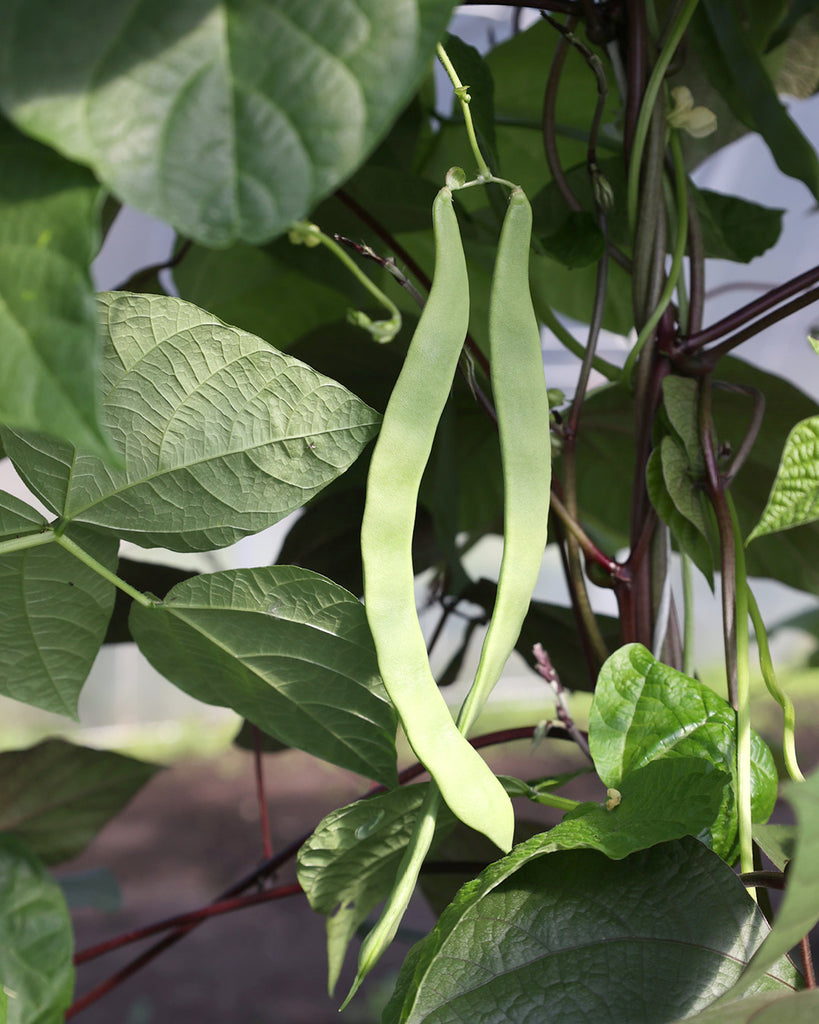 Bean Pole bean 'Helda' – Phaseolus vulgaris