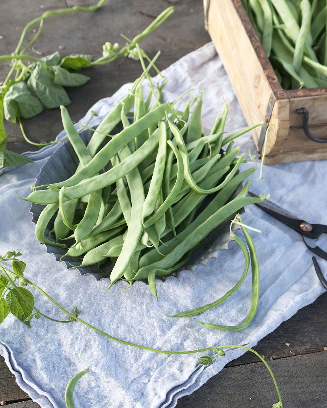 Bohne · Stangenbohne · 'Helda' · BIO · Phaseolus vulgaris · Saatgut von Gartenzauber