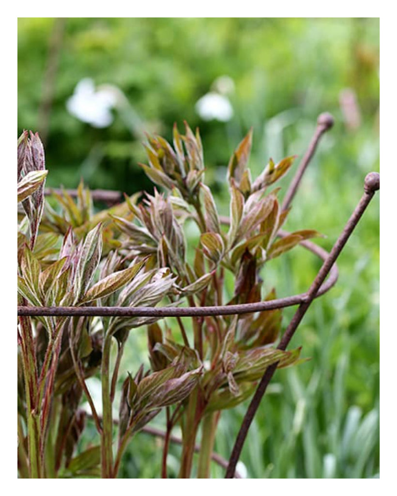 Die runde Staudenstütze von Eldgarden hält Pfingstrosen im Beet an Ort und Stelle