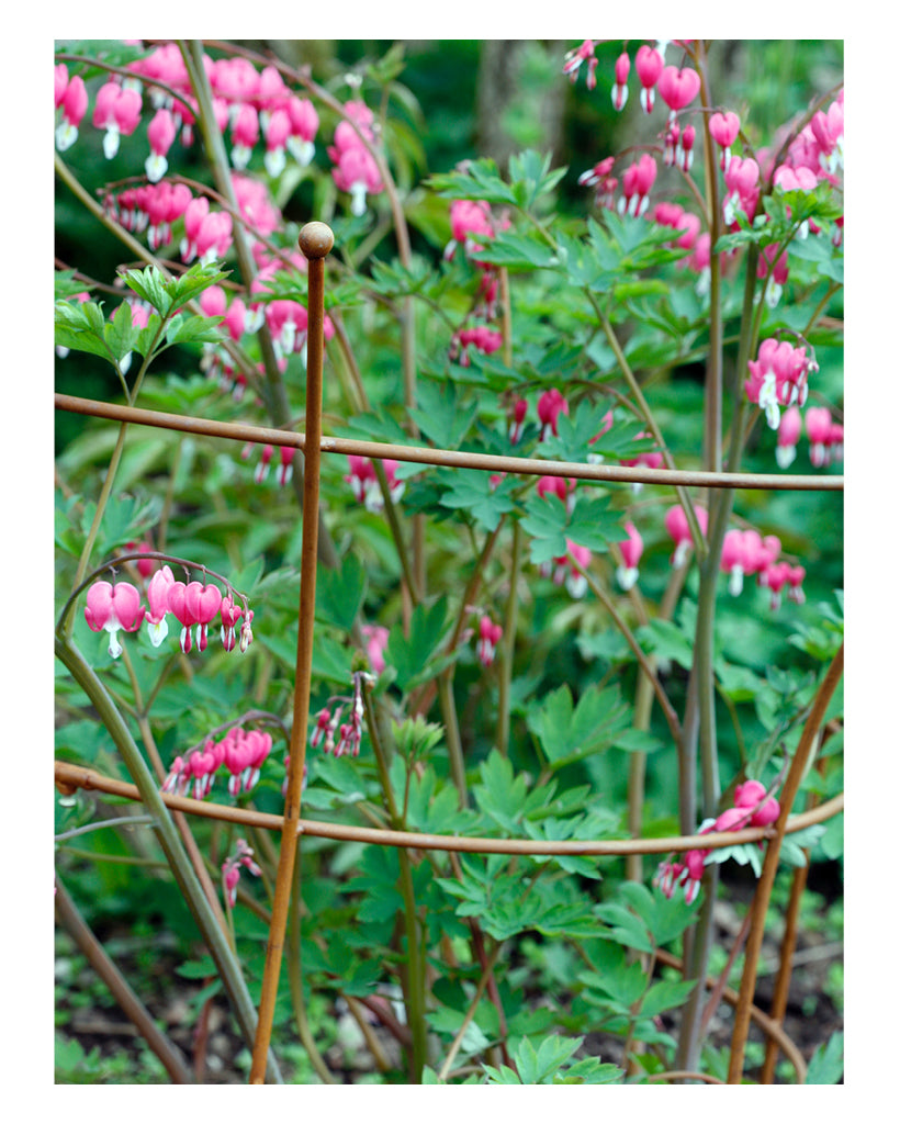 Die runde Staudenstütze von Eldgarden hält Tränendes Herz im Beet an Ort und Stelle