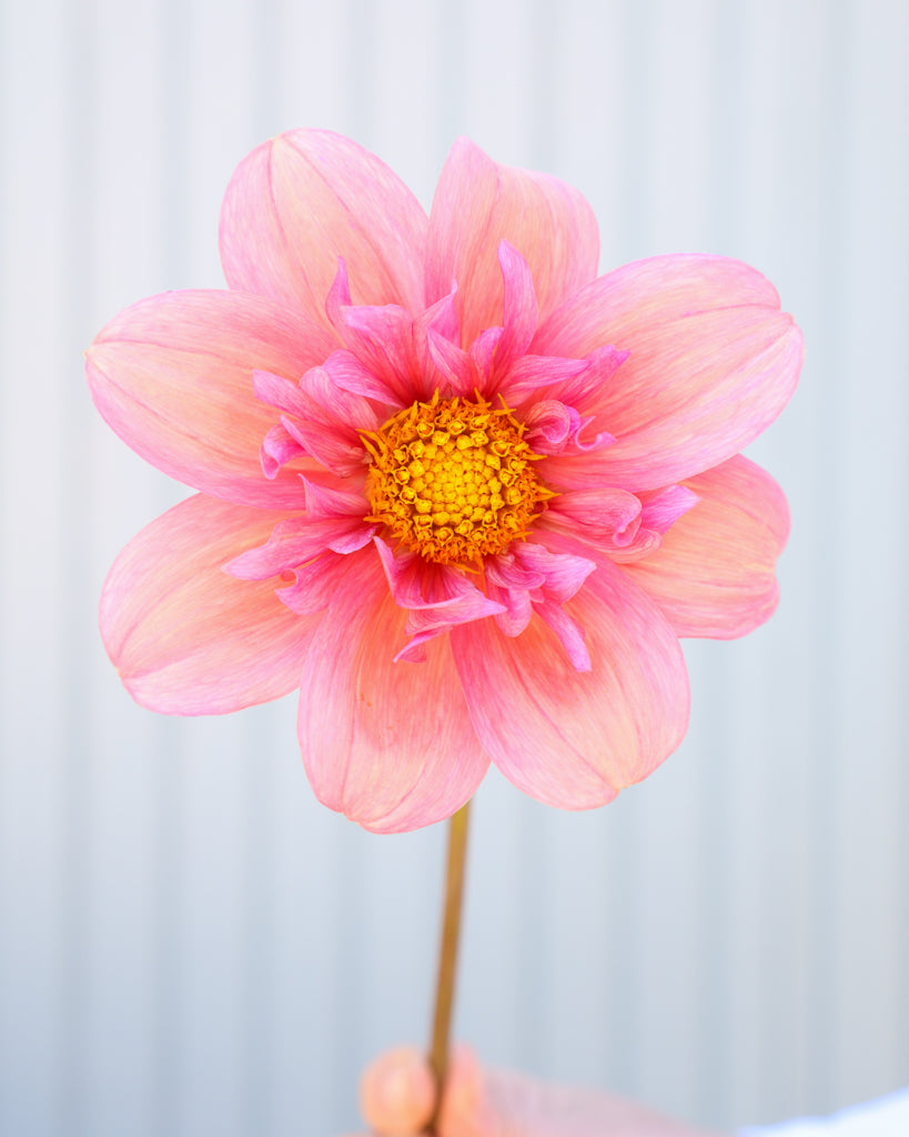 Dahlie · Strawberry Bonbon