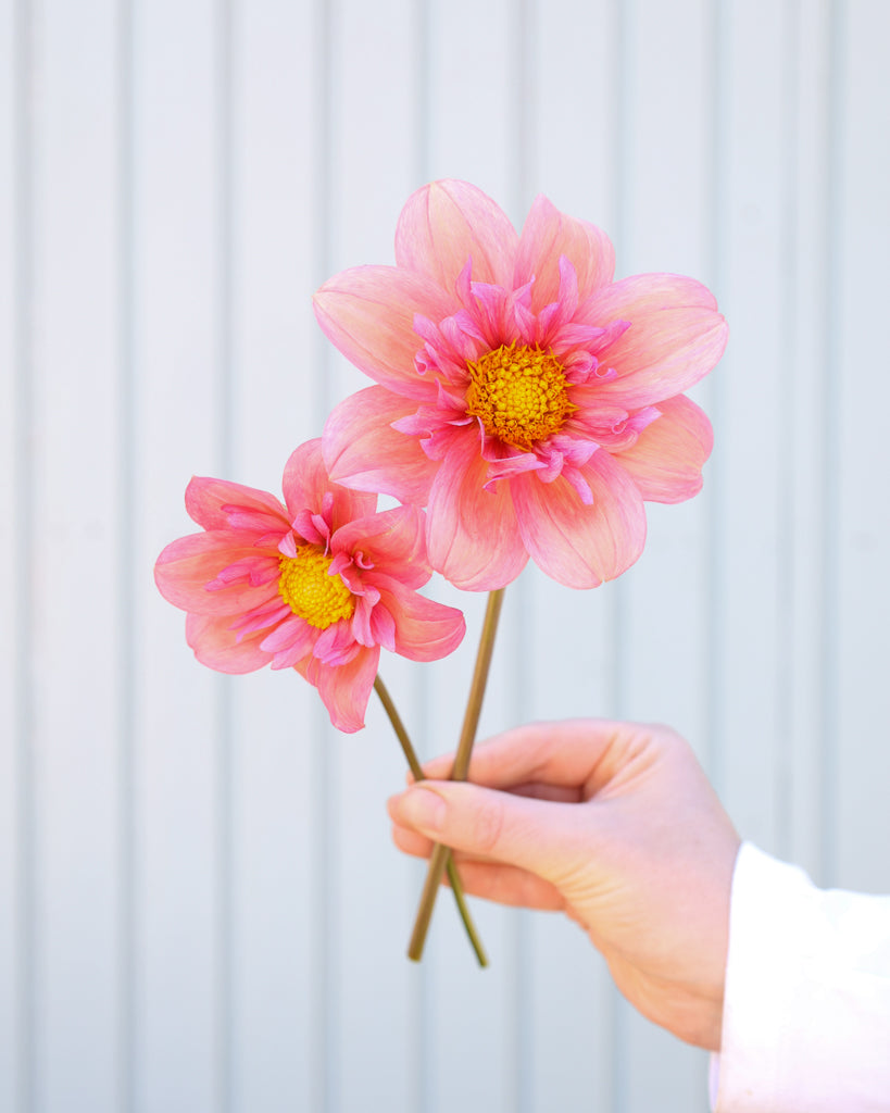 Dahlie · Strawberry Bonbon