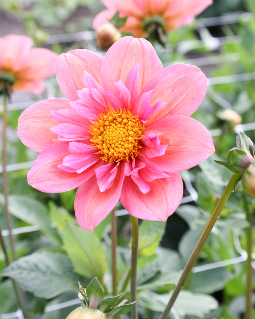 Dahlie · Strawberry Bonbon