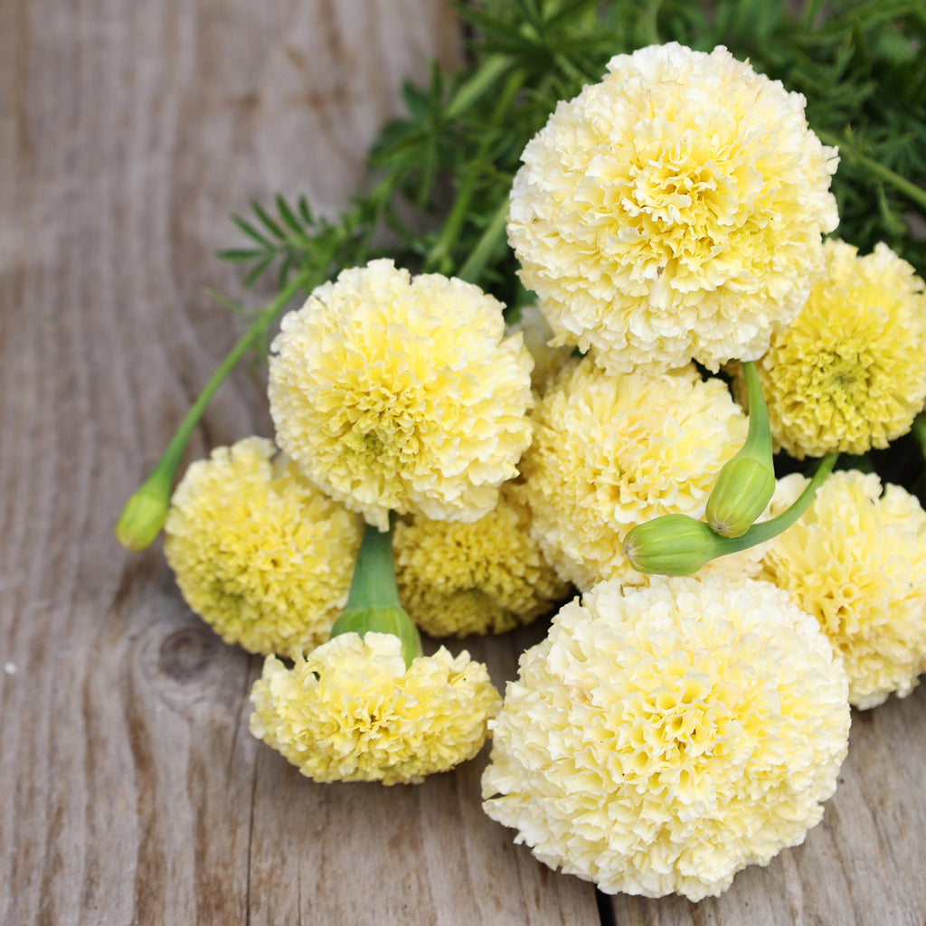 Marigold - Tagetes erecta 'White Swan'