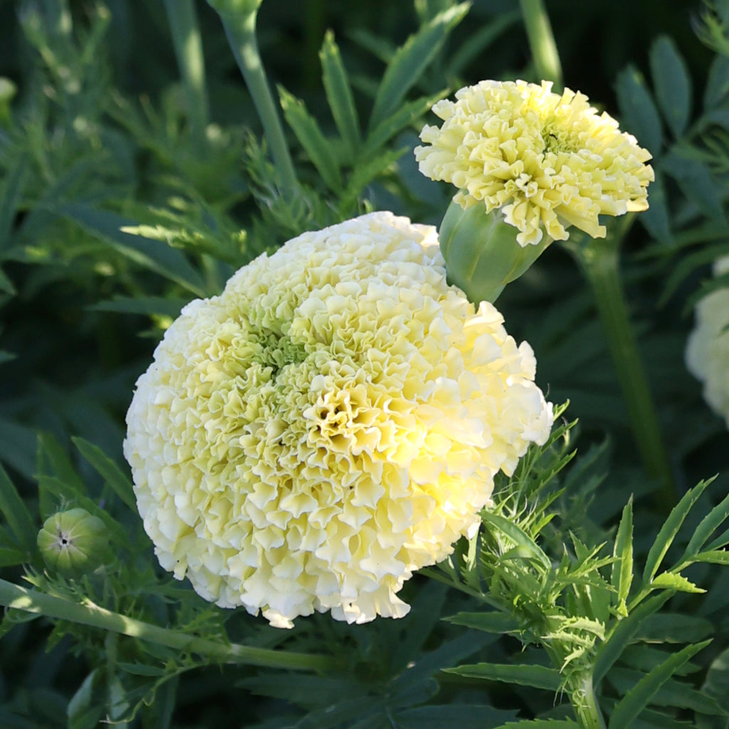 Marigold - Tagetes erecta 'White Swan'