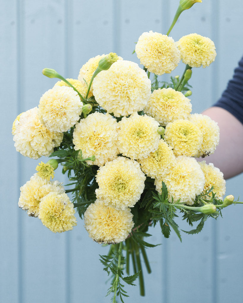 strauß-von-einer-studentenblume-white-swan-gartenzauber