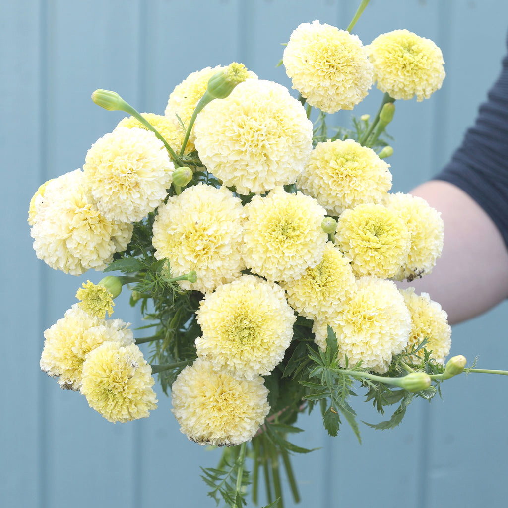 Marigold - Tagetes erecta 'White Swan'