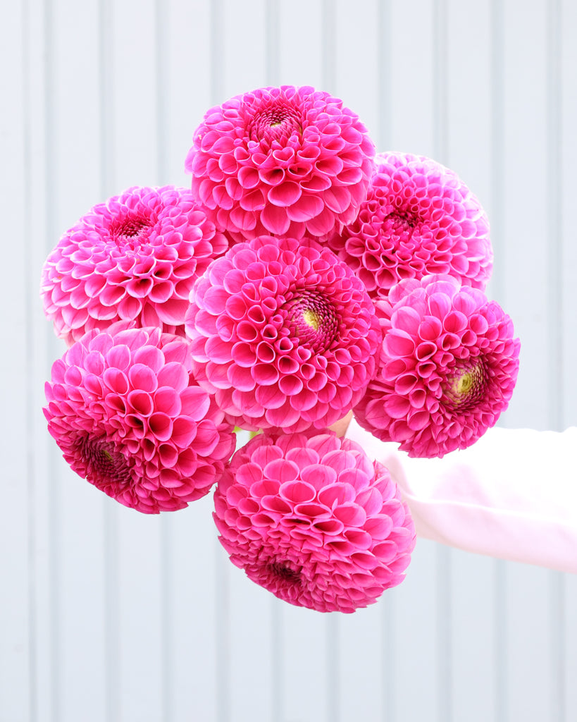 Ein Dahlienstrauß der Sorte Tahoma April vor einem hellblauen HIntergrund.