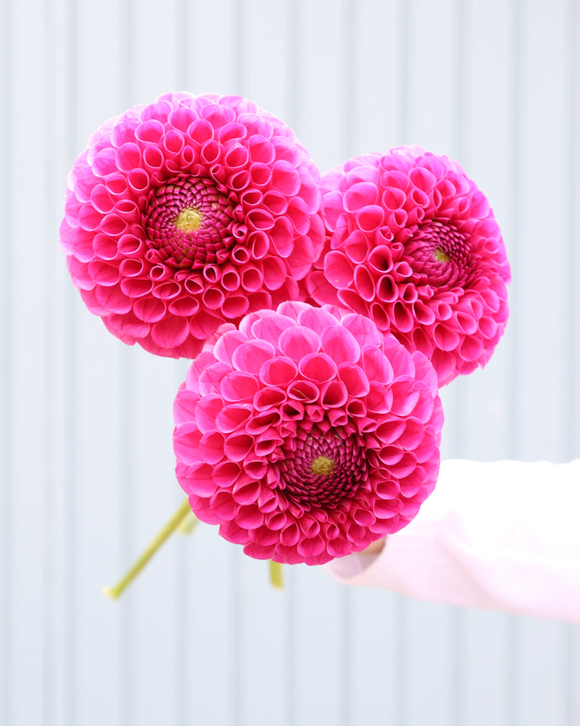 Drei Dahlienblueten der Sorte Tahoma April vor einem hellblauen HIntergrund.