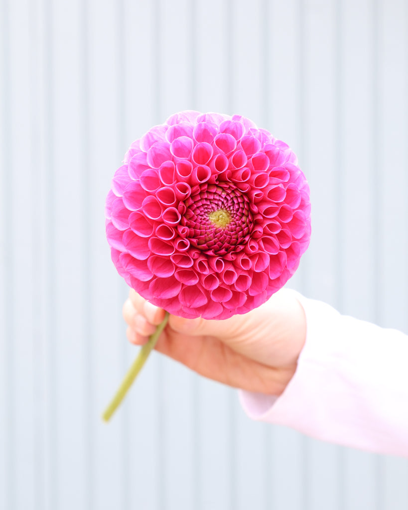 Eine Dahlienbluete der Sorte Tahoma April vor einem hellblauen HIntergrund.