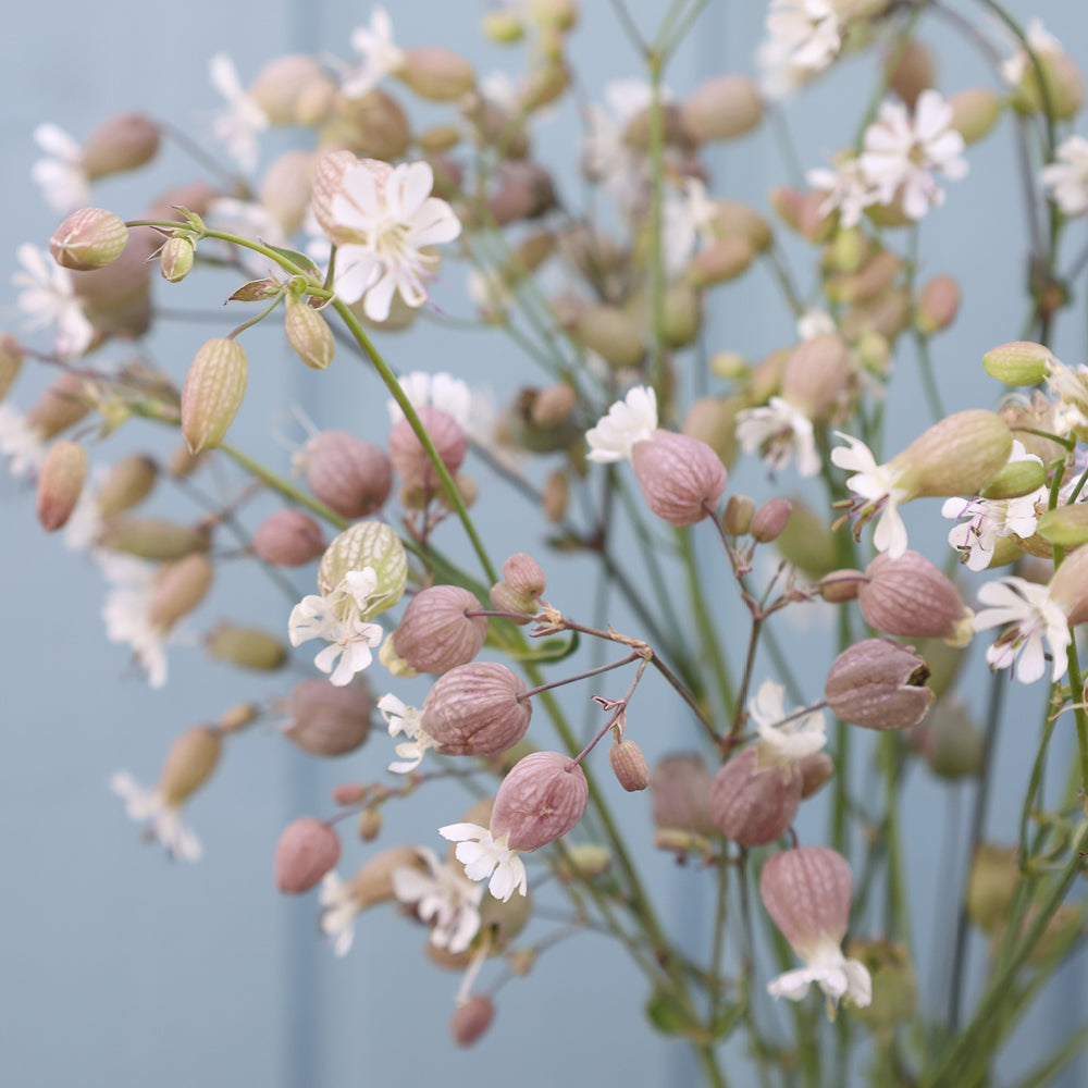 Bluehende Pflanze Taubenkropf-Leimkraut  Silene vulgaris aus der Gartenzauber-Saatgutserie