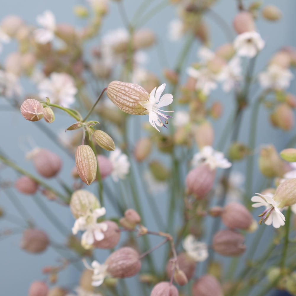 Bluehende Pflanze Taubenkropf-Leimkraut  Silene vulgaris aus der Gartenzauber-Saatgutserie