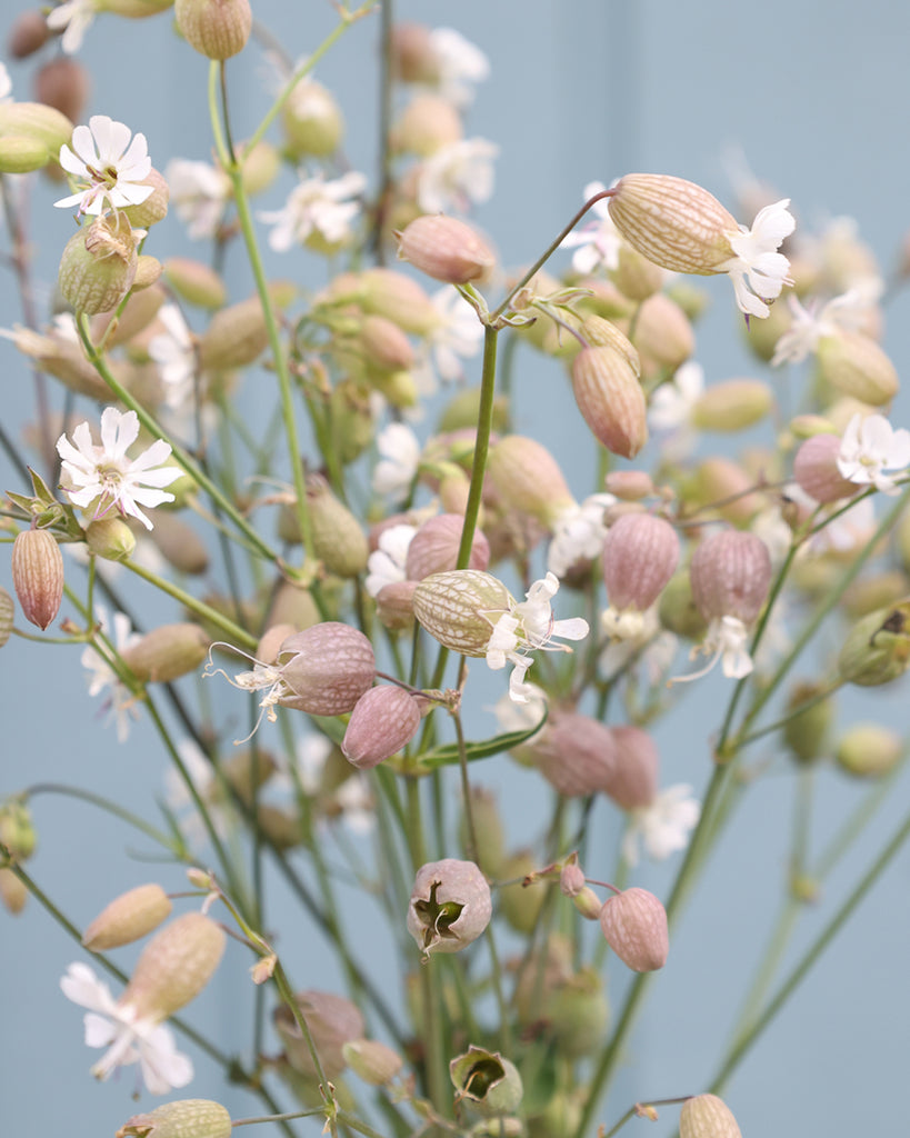 Bluehende Pflanze Taubenkropf-Leimkraut  Silene vulgaris aus der Gartenzauber-Saatgutserie