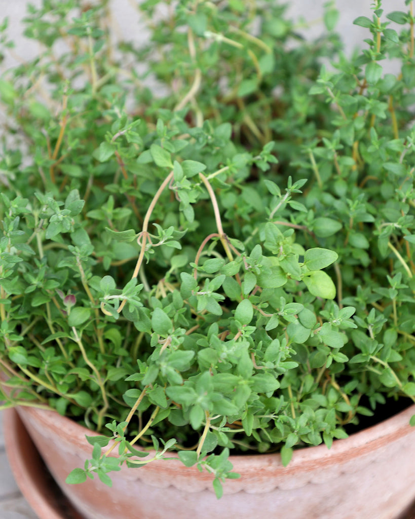 Tomaten haltbar machen – 9 einfache Methoden für deine Ernte | Gartenzauber Tomaten haltbar machen – 9 einfache Methoden für deine Ernte | Gartenzauber