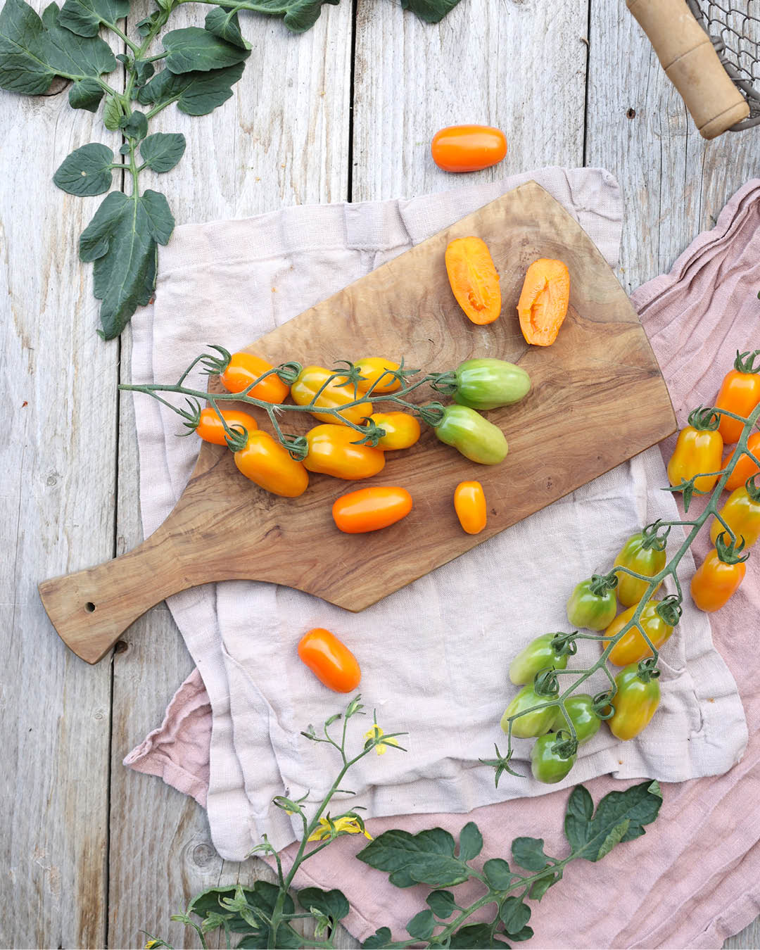 Tomate · 'Ormato' · BIO · Solanum lycopersicum · Saatgut von Gartenzauber