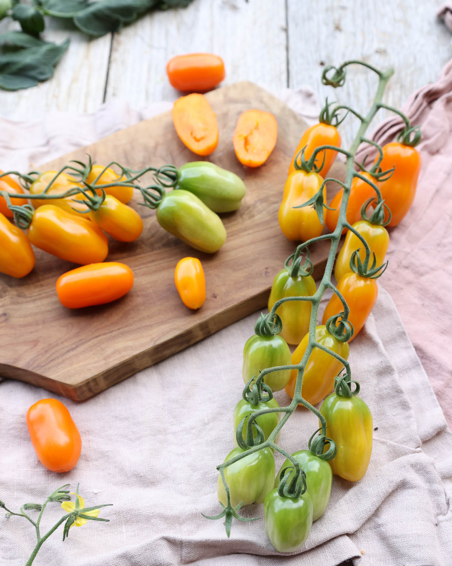 Tomate · 'Ormato' · BIO · Solanum lycopersicum · Saatgut von Gartenzauber