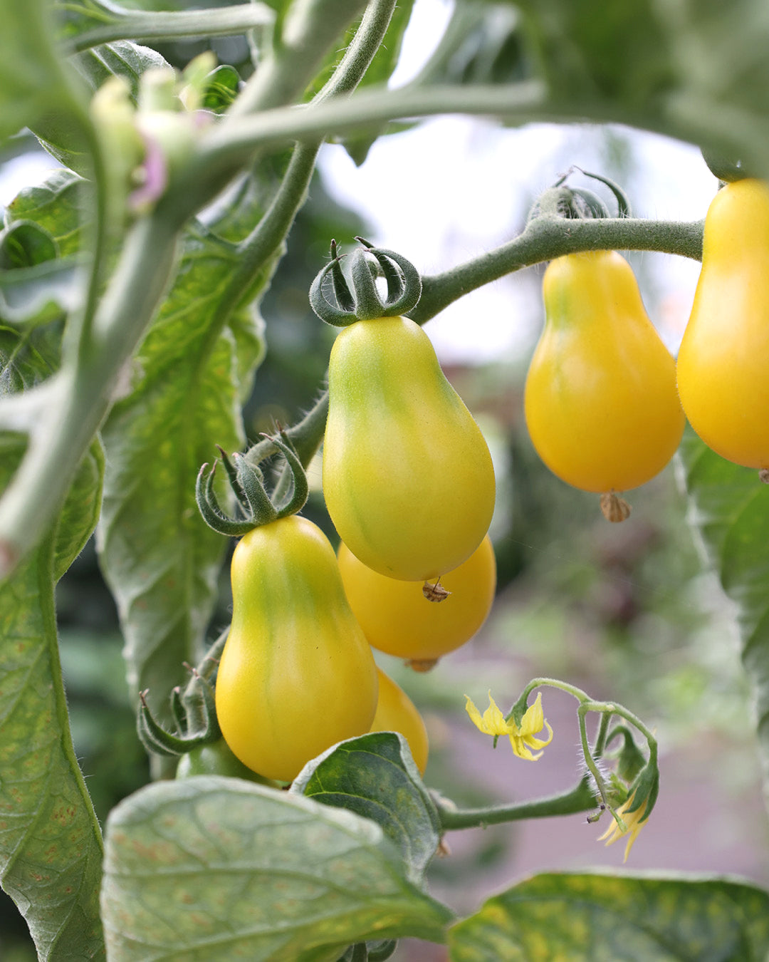 Gemuese Pflanze 'Yellow Submarine'