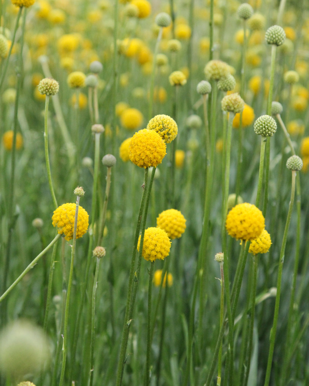 Bluehende Pflanze Trommelstoeckchen - Craspedia globosa aus der Gartenzauber-Saatgutserie