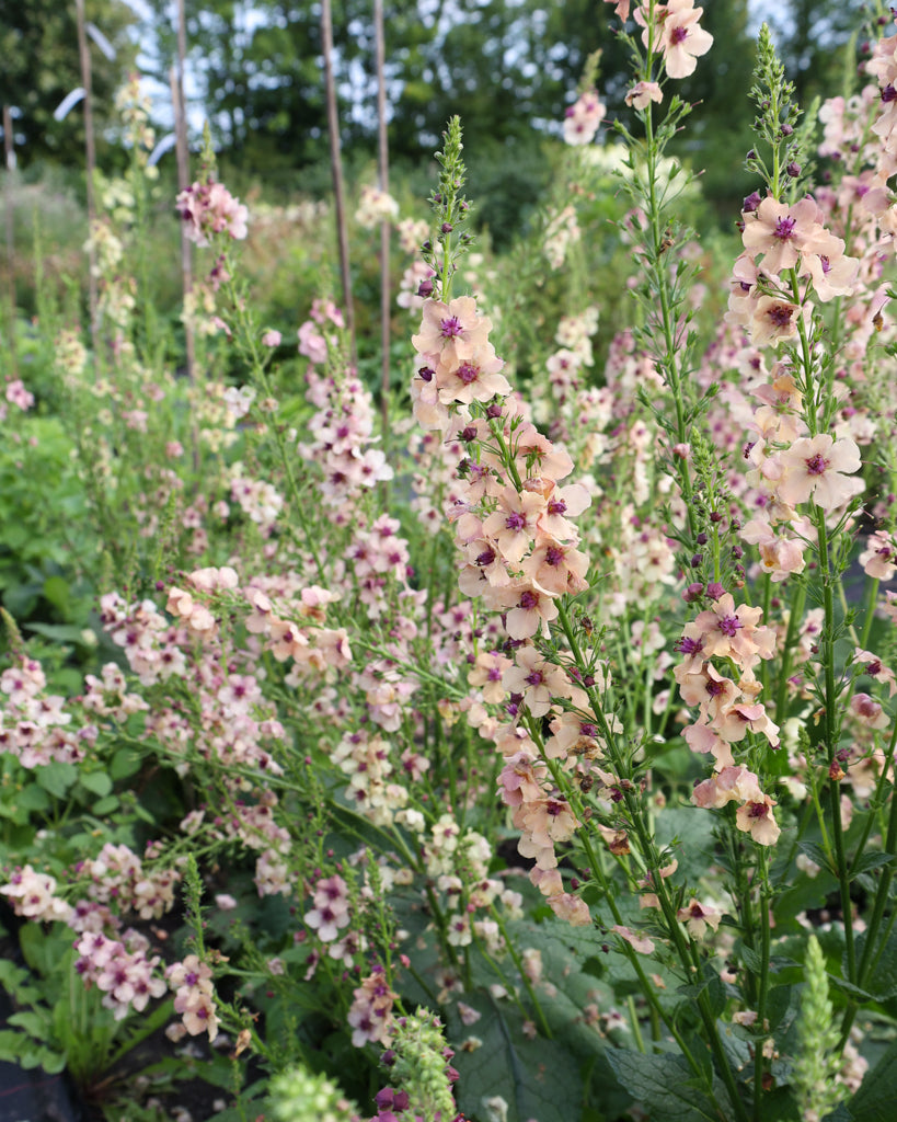 Mehrere Blütenkerzen der Königskerze (Verbascum hybrida ‘Southern Charme’) in zarten Pastelltönen von Apricot, Pfirsich, Creme bis Lavendel blühend im Gartenbeet.