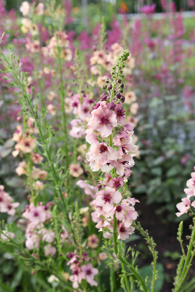Nahaufnahme einer Blüte der Königskerze (Verbascum hybrida ‘Southern Charme’) in zarten Pastelltönen von Apricot, Pfirsich, Creme bis zu sanftem Lavendel.