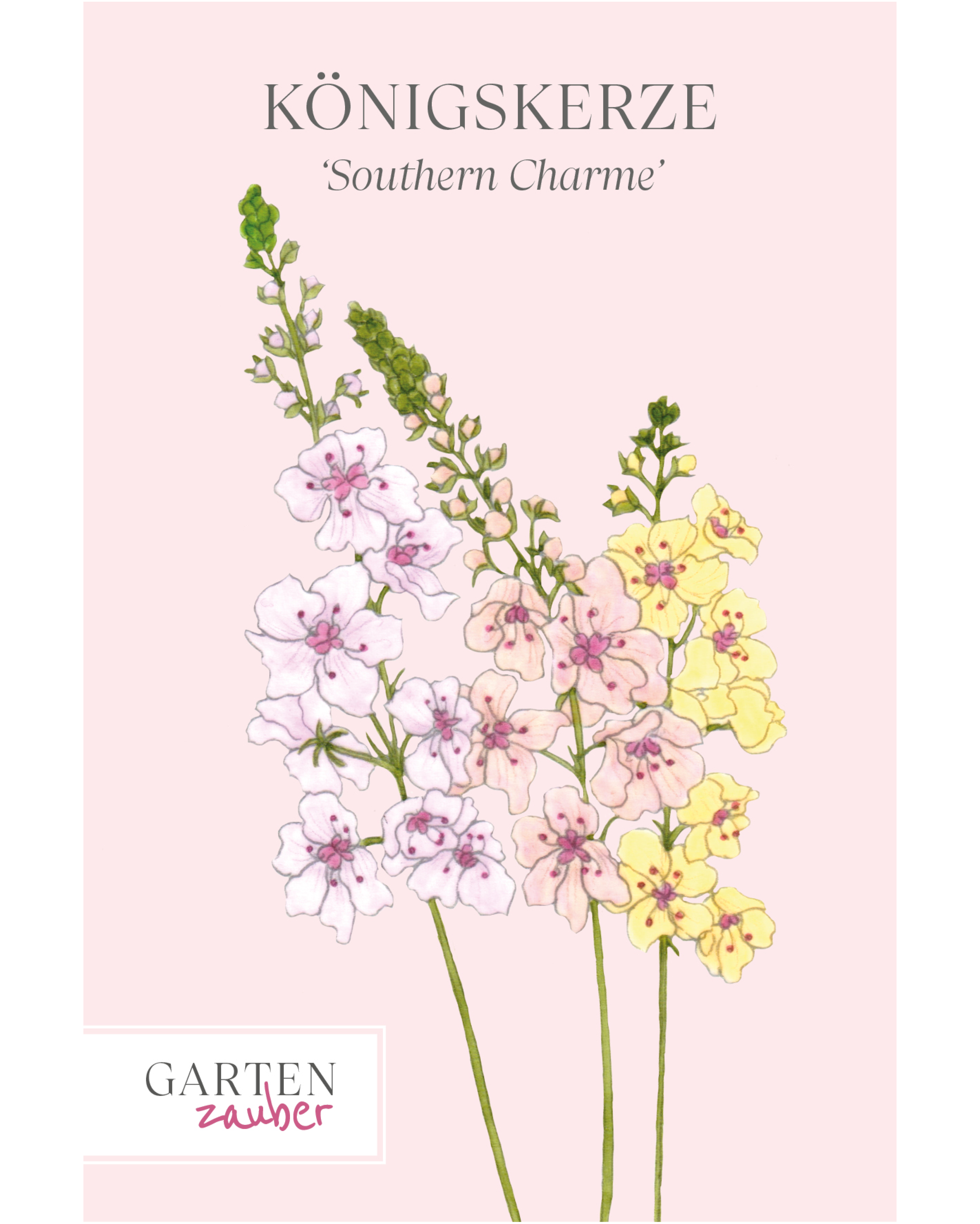 Vorderseite der Saatguttüte Königskerze ‘Southern Charme’ – Verbascum hybrida mit handgezeichneter Illustration der Blütenkerzen in zarten Pastelltönen von Apricot, Pfirsich und Creme bis zu sanftem Lavendel aus der Gartenzauber-Saatgutserie.