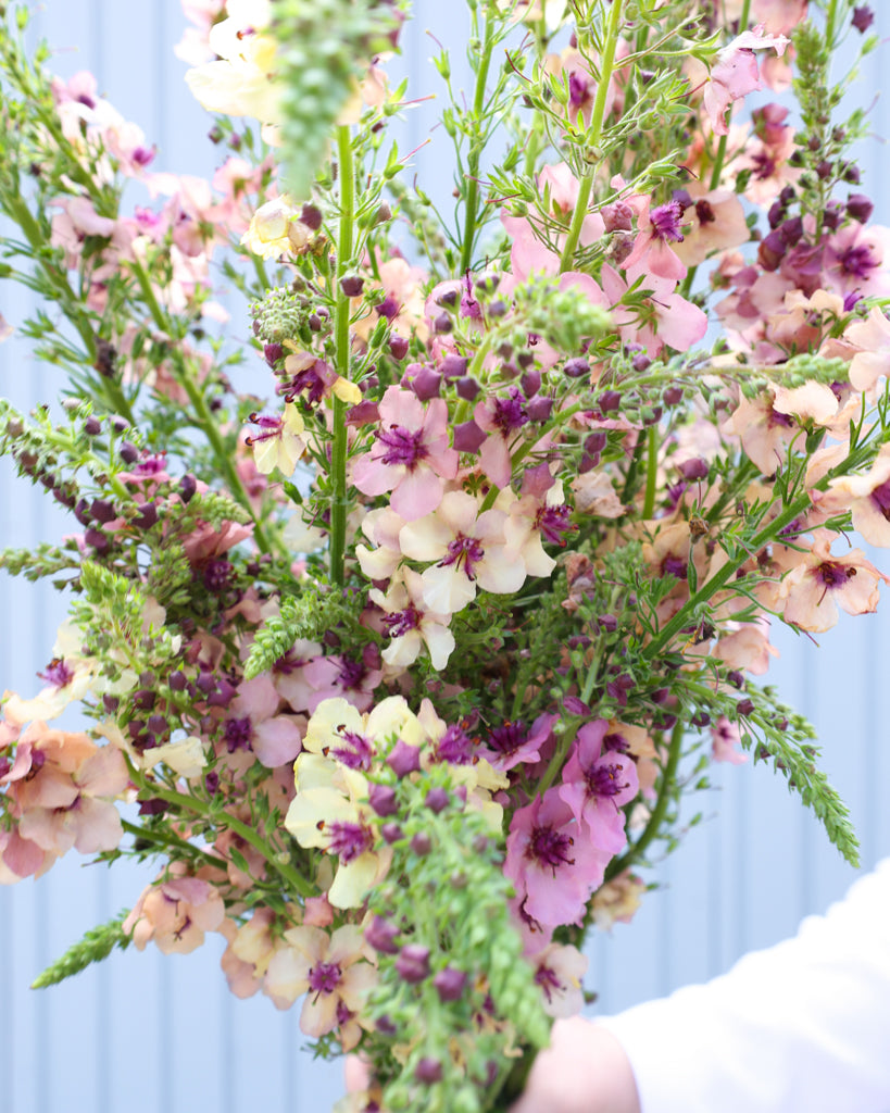 Mehrere Blütenkerzen der Königskerze (Verbascum hybrida ‘Southern Charme’) in zarten Pastelltönen von Apricot, Pfirsich, Creme bis Lavendel als Strauß gehalten.