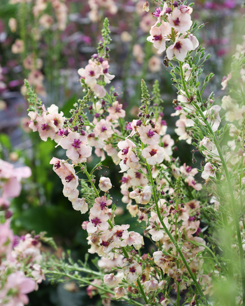 Mehrere Blütenkerzen der Königskerze (Verbascum hybrida ‘Southern Charme’) in zarten Pastelltönen von Apricot, Pfirsich, Creme bis Lavendel blühend im Gartenbeet.