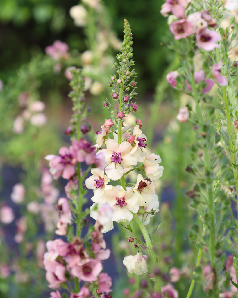 Nahaufnahme einer Blütenkerze der Königskerze (Verbascum hybrida ‘Southern Charme’) in zarten Pastelltönen in  Apricot, Pfirsich und Creme 