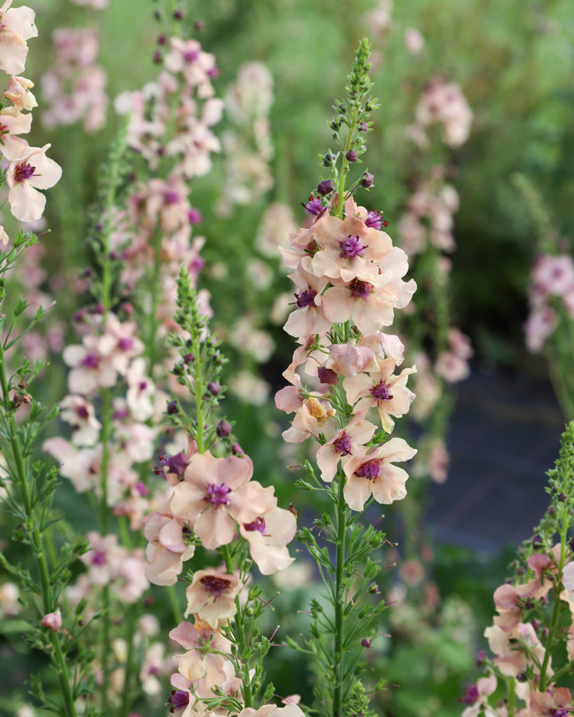 Nahaufnahme einer Blütekerze der Königskerze (Verbascum hybrida ‘Southern Charme’) in zarten Pastelltönen von Apricot, Pfirsich, Creme bis zu sanftem Lavendel