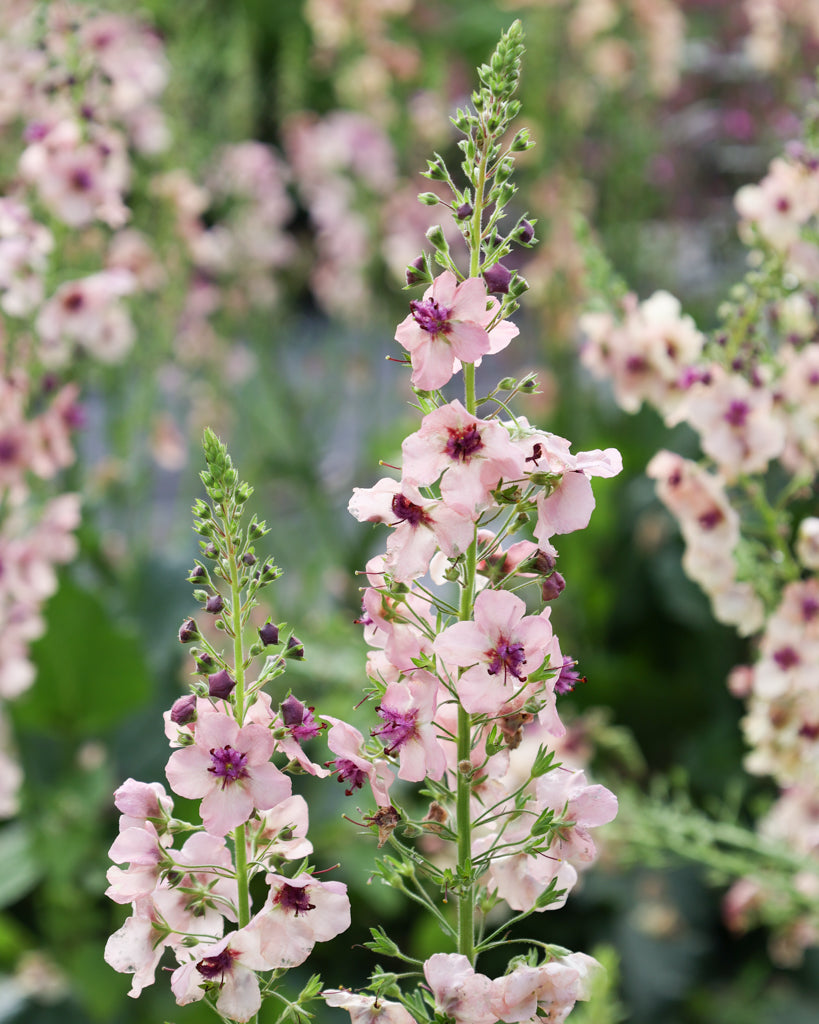 Nahaufnahme einer Blütekerze der Königskerze (Verbascum hybrida ‘Southern Charme’) in zarten Pastelltönen von Apricot, Pfirsich, Creme bis zu sanftem Lavendel