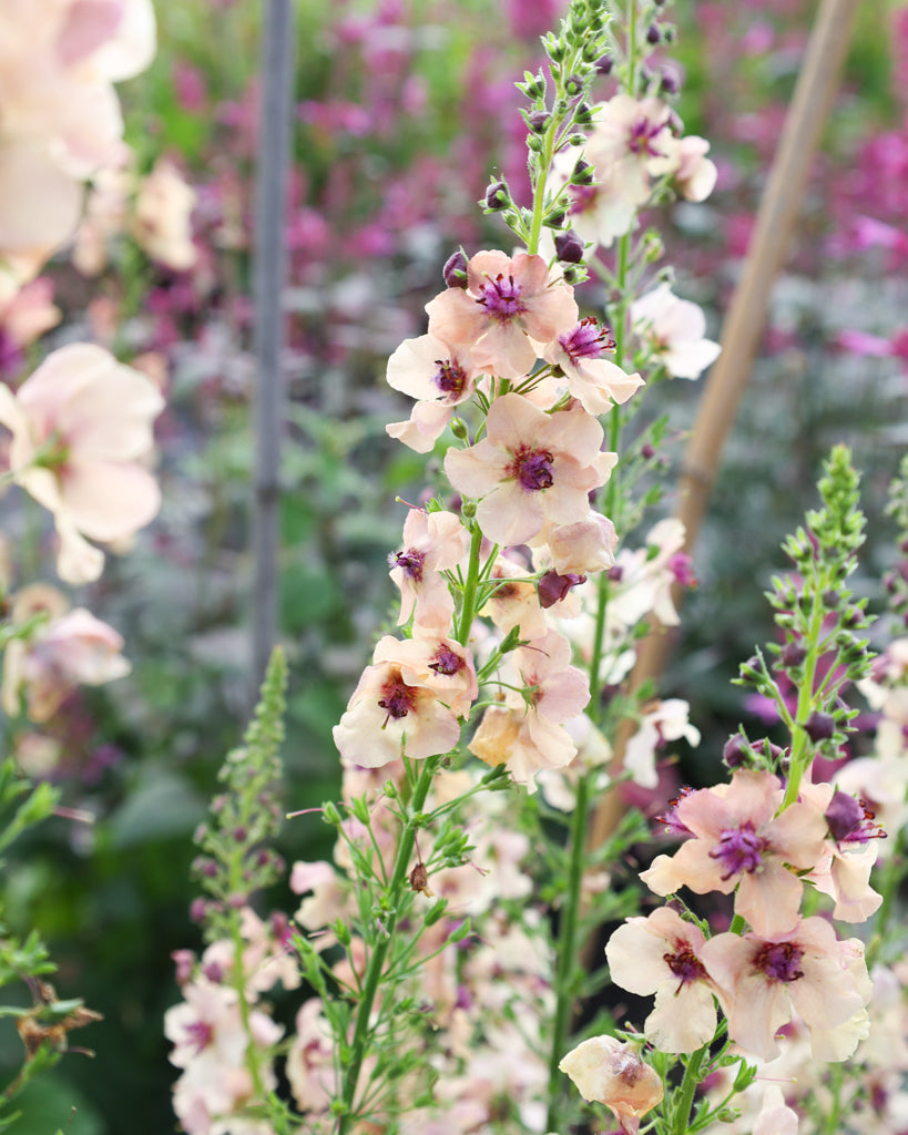 Nahaufnahme einer Blütekerze der Königskerze (Verbascum hybrida ‘Southern Charme’) in zarten Pastelltönen von Apricot, Pfirsich, Creme bis zu sanftem Lavendel