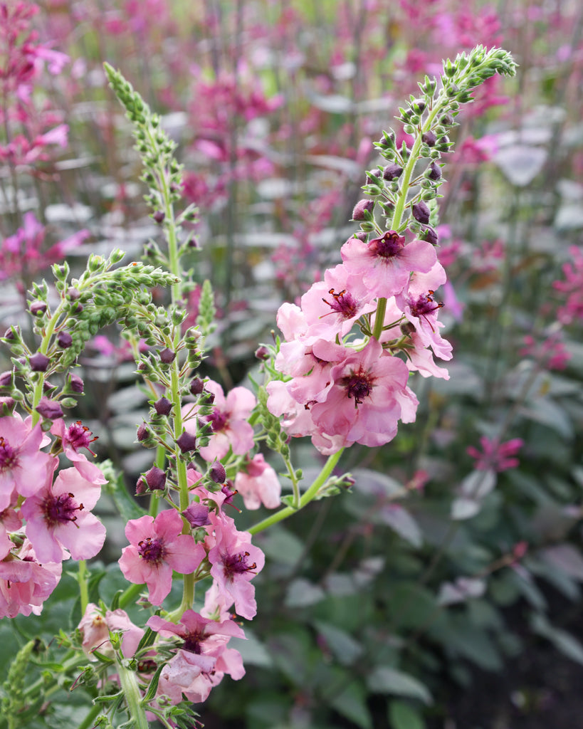 Nahaufnahme einer Blütekerze der Königskerze (Verbascum hybrida ‘Southern Charme’) in zarten Pastelltönen von Apricot, Pfirsich, Creme bis zu sanftem Lavendel
