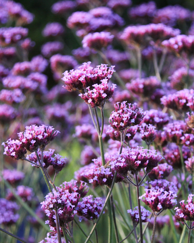 Blühende Verbena bonariensis, Hohes Eisenkraut, aus der Gartenzauber-Saatgutserie