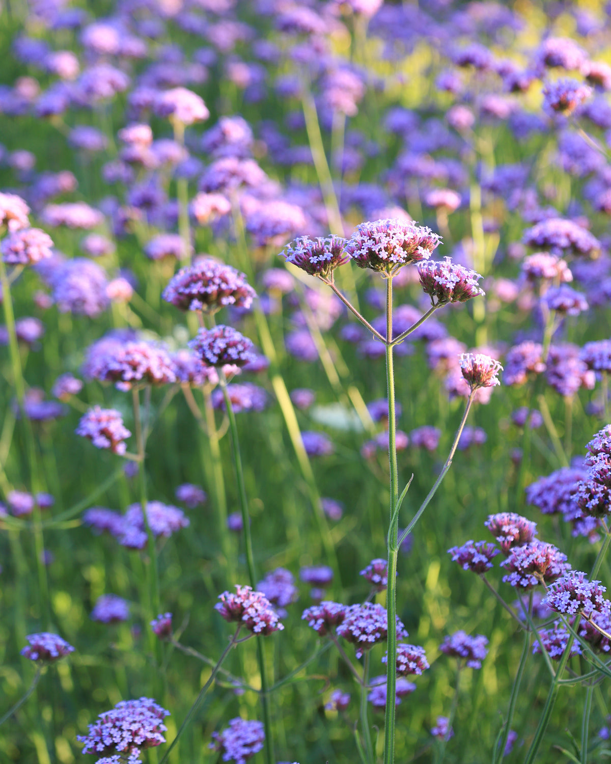 Mehrere kleine, leuchtend violettblaue Blüten des Hohen Eisenkrauts (Verbena bonariensis) blühend im Gartenbeet.
