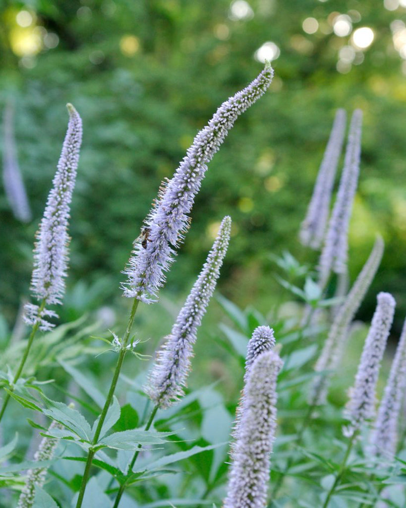 Mehrere violett-blaue Blütenstände des Sibirischen Kandelaber-Ehrenpreises (Veronicastrum sibiricum) blühend im Gartenbeet.