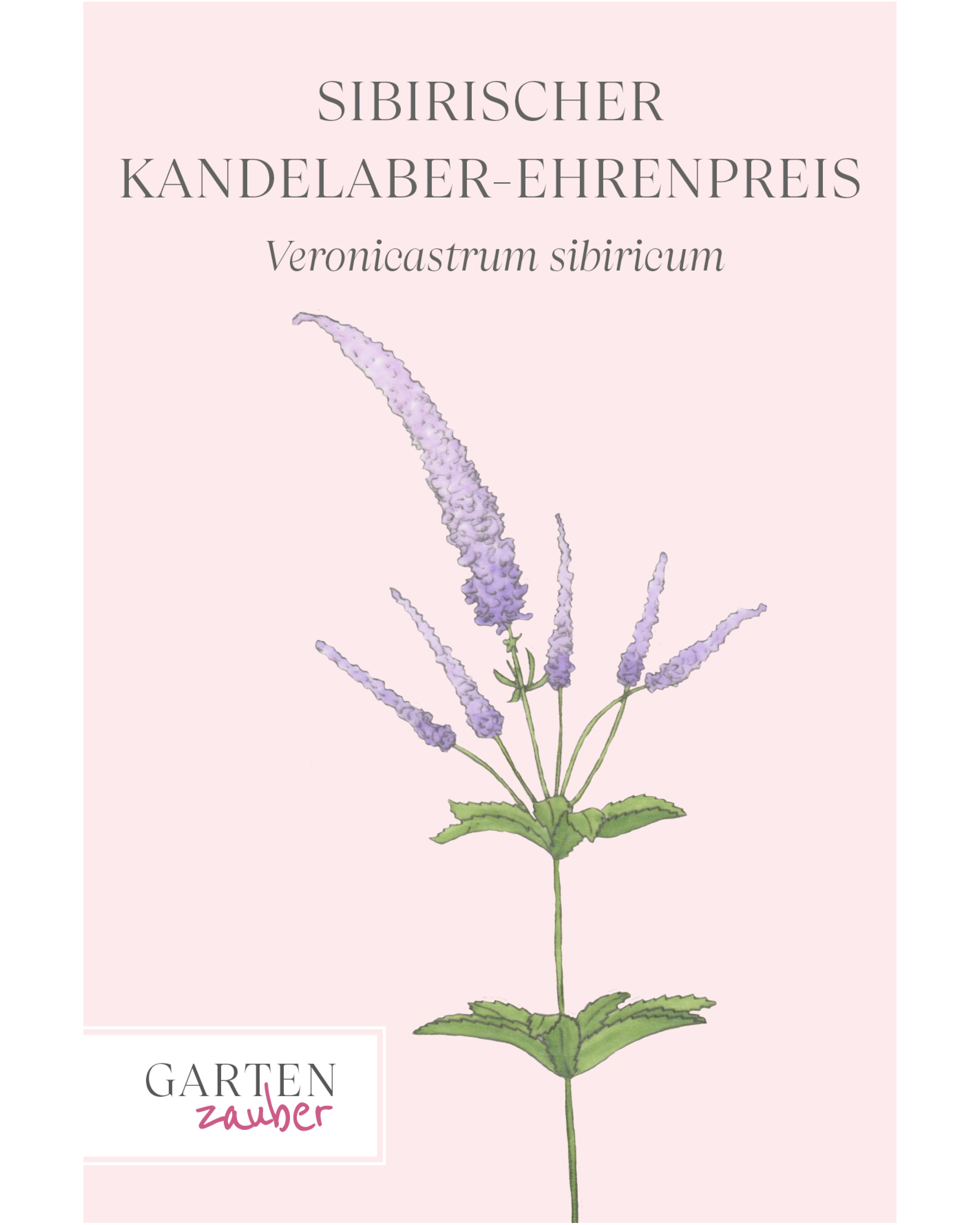 Vorderseite der Saatguttüte Sibirischer Kandelaber-Ehrenpreis – Veronicastrum sibiricum mit handgezeichneter Illustration der hohen, schlanken Blütenstände in Violett-Blau aus der Gartenzauber-Saatgutserie.