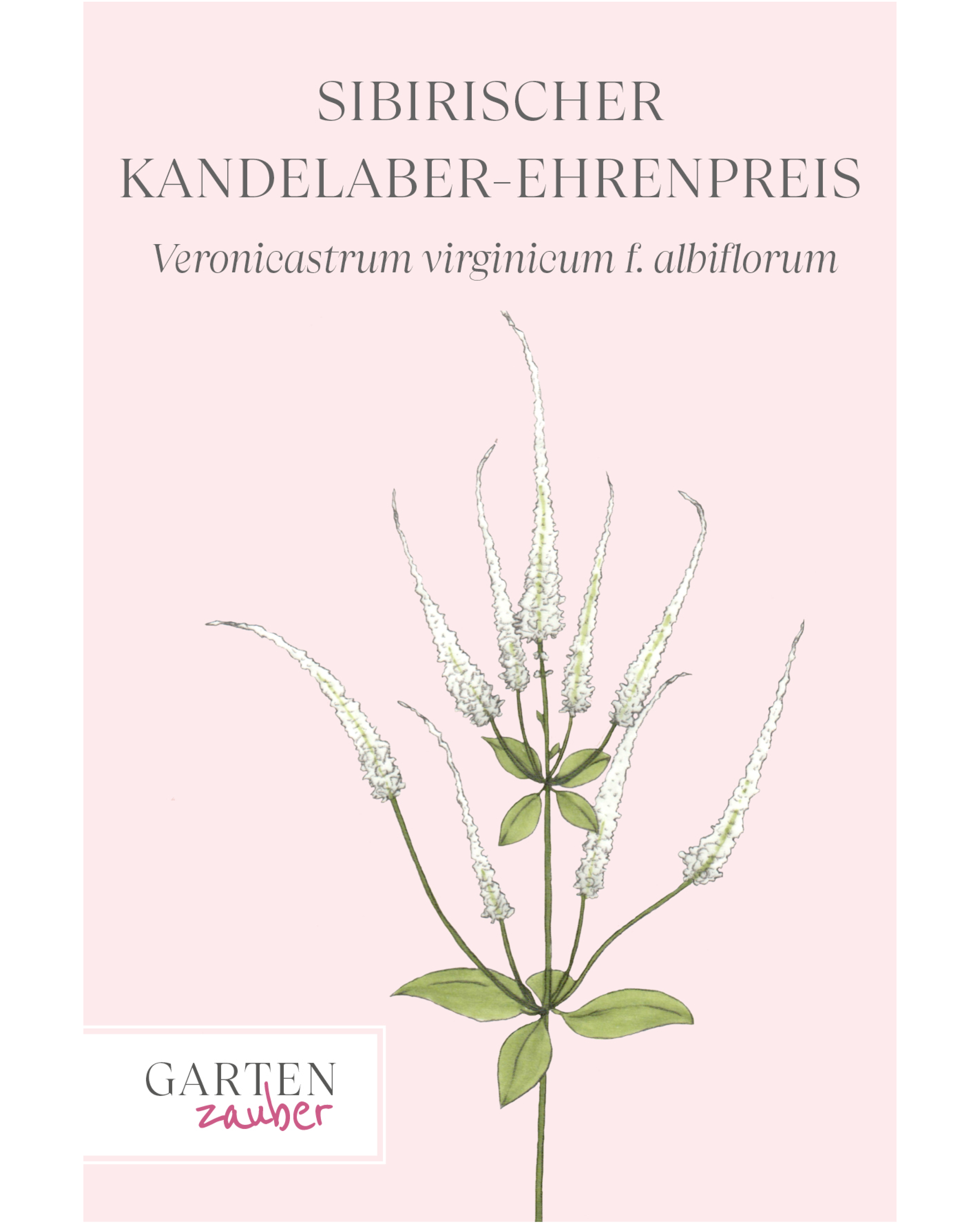 Vorderseite der Saatguttüte Sibirischer Kandelaber-Ehrenpreis – Veronicastrum sibiricum f. albiflorum mit handgezeichneter Illustration der hohen, schlanken Blütenkerzen in strahlendem Weiß aus der Gartenzauber-Saatgutserie.