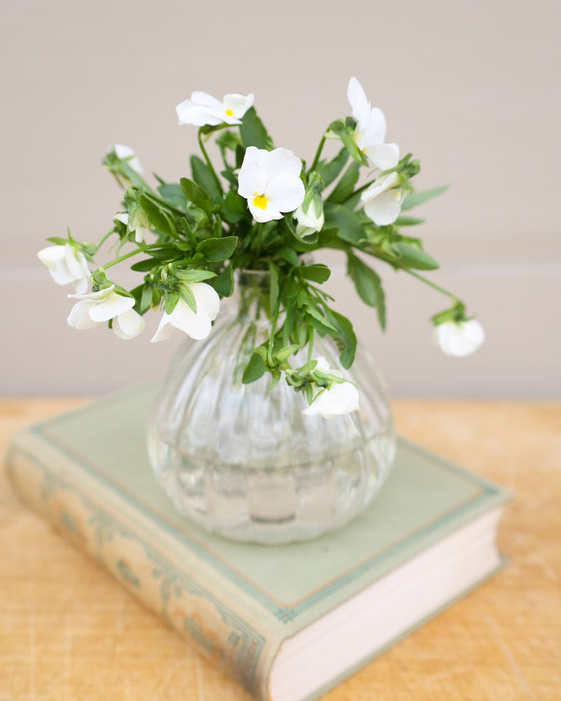 Hornveilchen 'Floral Power White' Viola Cornuta mit reinweißen, sternförmigen Blüten - Strauß in einer Vase.