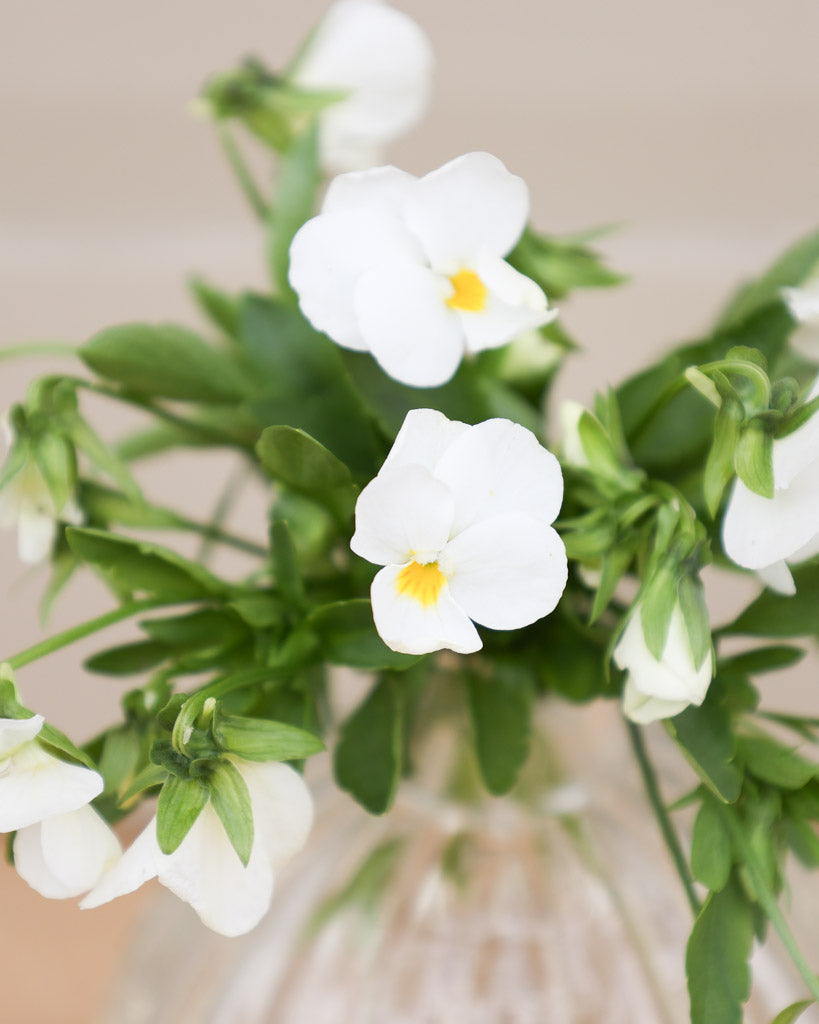 Hornveilchen 'Floral Power White' Viola Cornuta mit reinweißen, sternförmigen Blüten, die dichte, leuchtende Polster bilden.