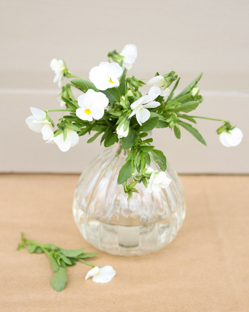 Hornveilchen 'Floral Power White' Viola Cornuta mit reinweißen, sternförmigen Blüten - Strauß n einer Vase.