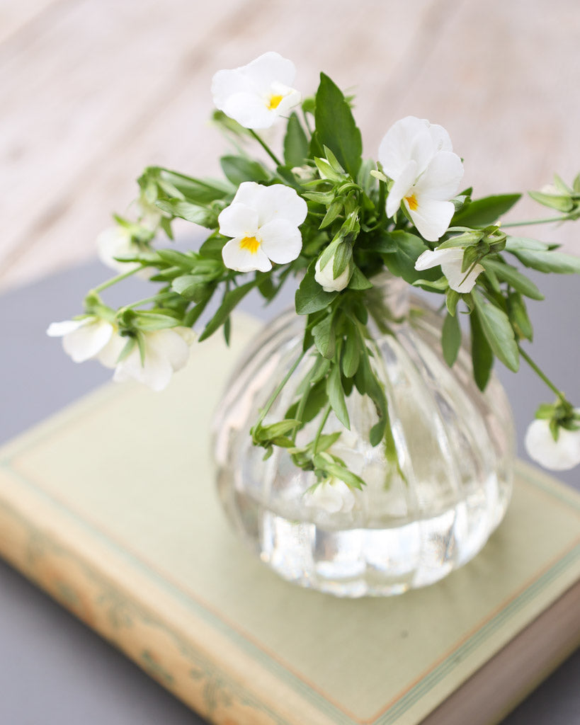 Hornveilchen 'Floral Power White' Viola Cornuta mit reinweißen, sternförmigen Blüten, die dichte, leuchtende Polster bilden.