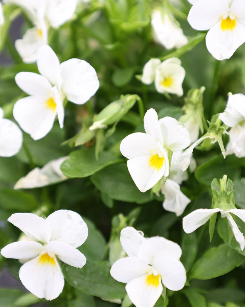 Hornveilchen 'Floral Power White' Viola Cornuta mit reinweißen, sternförmigen Blüten, die dichte, leuchtende Polster bilden.