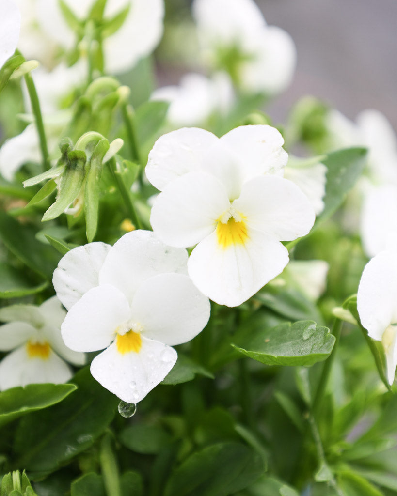 Hornveilchen 'Floral Power White' Viola Cornuta mit reinweißen, sternförmigen Blüten, die dichte, leuchtende Polster bilden.