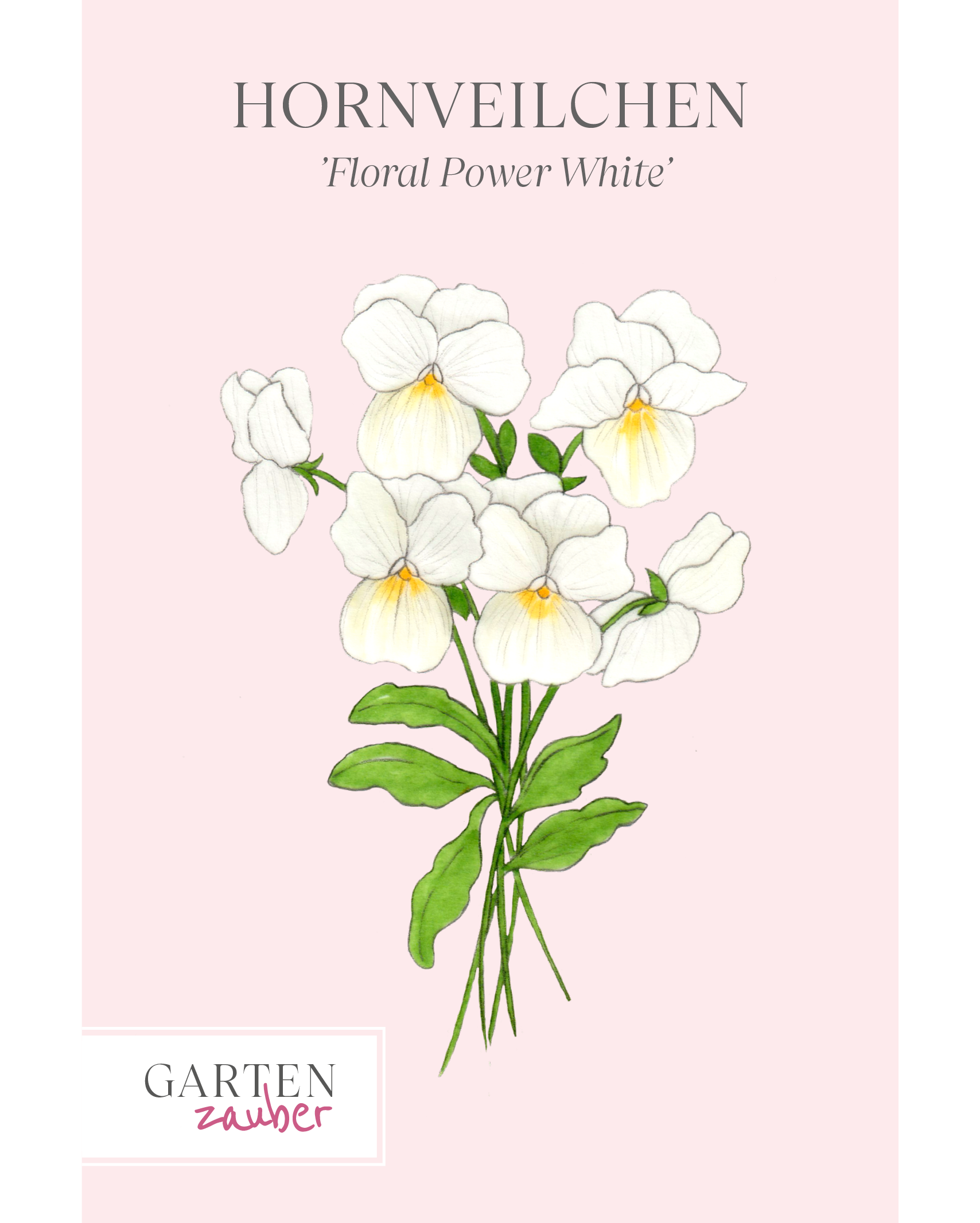 Vorderseite Hornveilchen Floral Power White Gartenzauber Saatgut