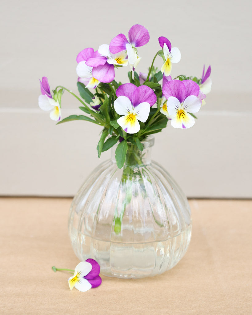 Hornveilchen · 'Floral Power Persian Pink' · Viola Cornuta leuchten in einem intensiven Rosa mit sanften, hellen Nuancen in einer Vase.