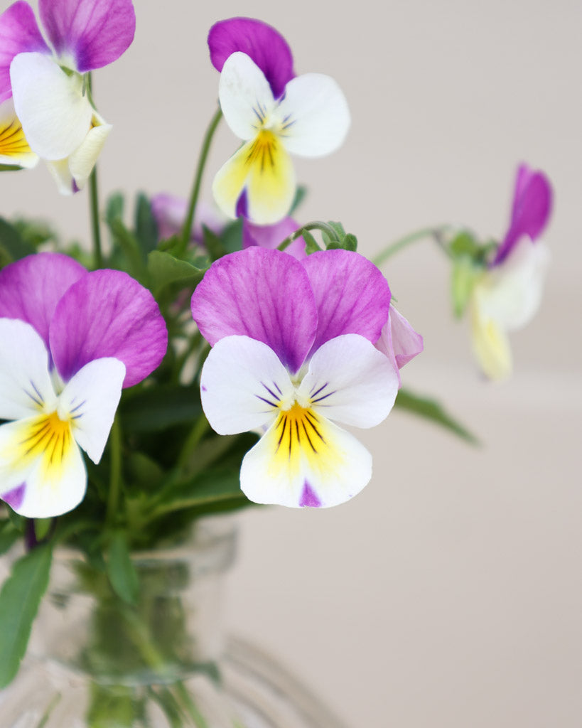 Hornveilchen · 'Floral Power Persian Pink' · Viola Cornuta leuchten in einem intensiven Rosa mit sanften, hellen Nuancen – ein Farbspiel voller Eleganz und Frische
