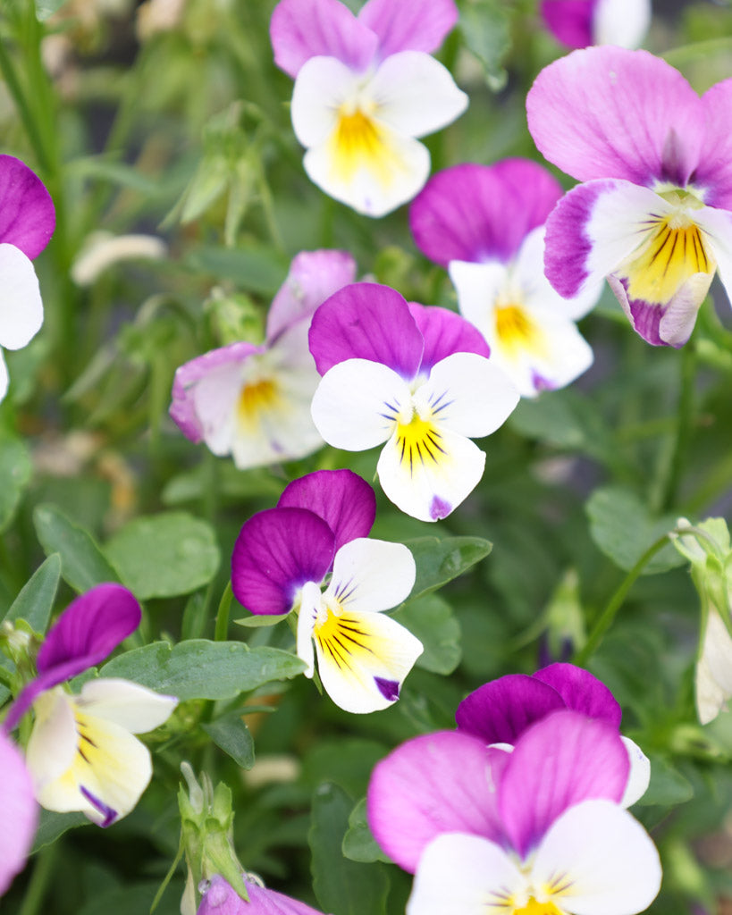 Hornveilchen · 'Floral Power Persian Pink' · Viola Cornuta leuchten in einem intensiven Rosa mit sanften, hellen Nuancen – ein Farbspiel voller Eleganz und Frische