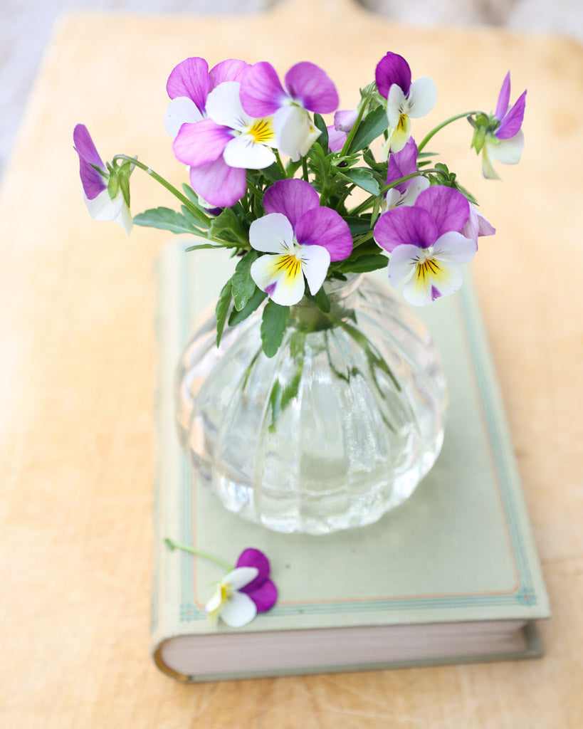 Hornveilchen · 'Floral Power Persian Pink' · Viola Cornuta leuchten in einem intensiven Rosa mit sanften, hellen Nuancen – ein Farbspiel voller Eleganz und Frische.