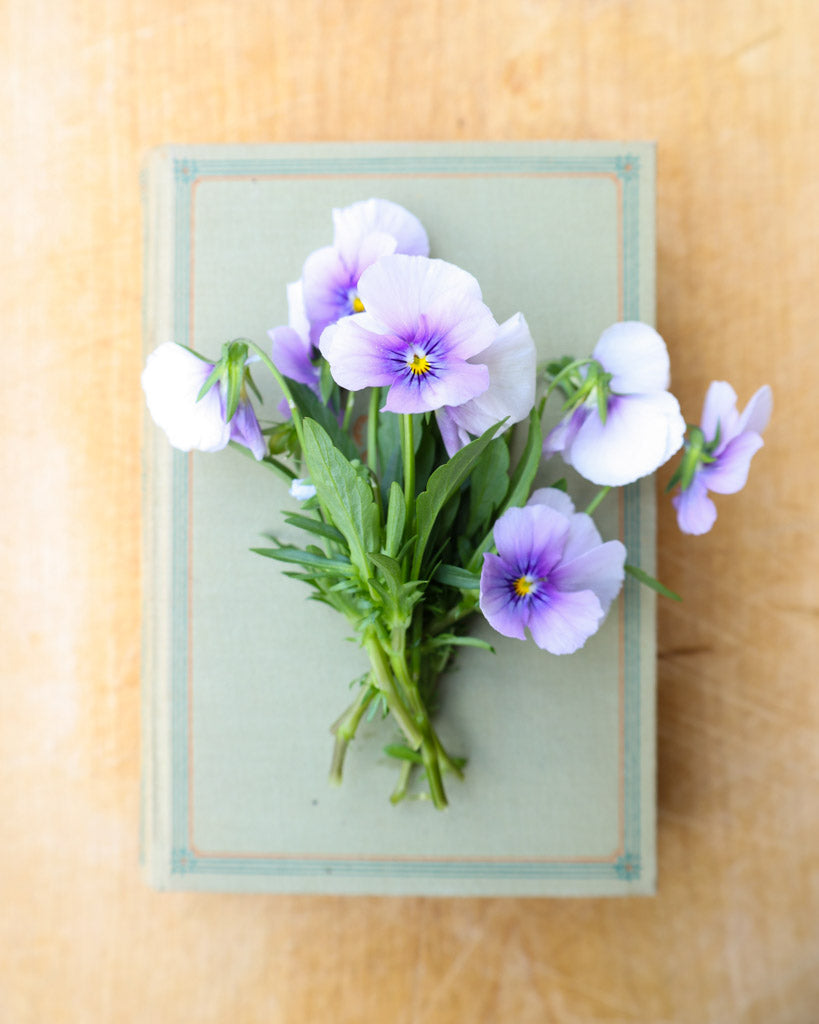 Hornveilchen 'Sorbet Icy Blue' Viola Cornuta mit zarten, eisblauen Blüten als kleiner Strauß auf einem Buch.